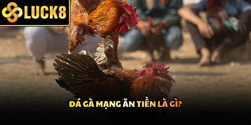 Những trận đấu kịch tính được truyền hình trực tiếp với độ phân giải cao