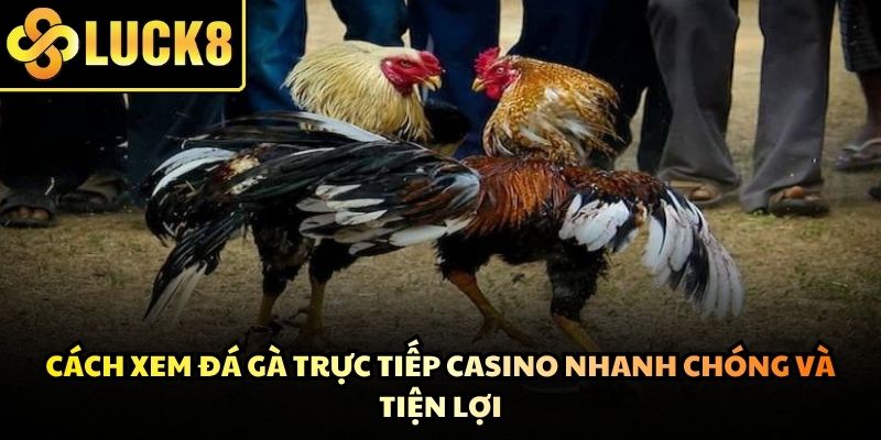 Công nghệ số giúp việc tiếp cận các trận đấu gà trở nên đơn giản hơn