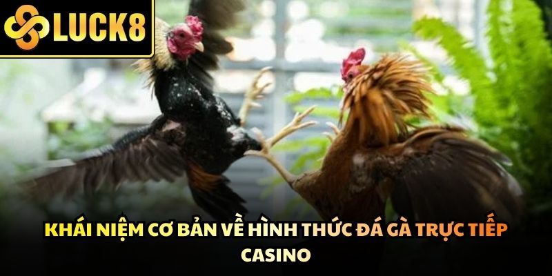 Đá gà trực tiếp casino nảy lửa diễn ra liên tục tại các đấu trường danh giá