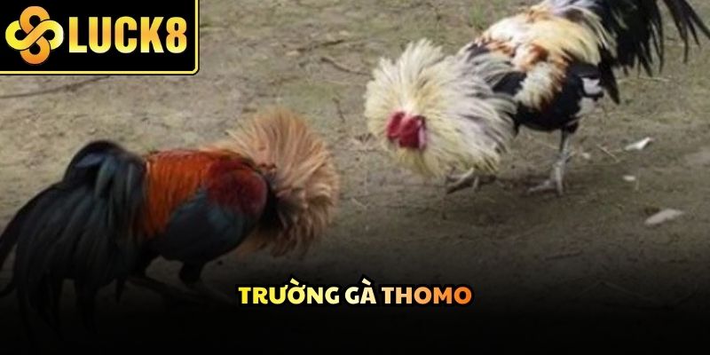 Cảnh tượng sôi động tại đấu trường Thomo thu hút hàng nghìn lượt theo dõi