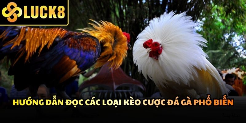 Mỗi loại hình chọi kê đều có đặc điểm riêng cùng tỷ lệ thưởng khác nhau