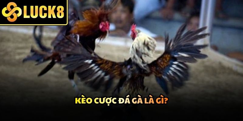Những trận đấu diễn ra kịch tính với sự góp mặt của các chiến kê hàng đầuNhững trận đấu diễn ra kịch tính với sự góp mặt của các chiến kê hàng đầu