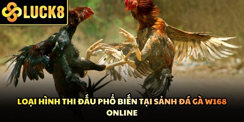 Những màn so tài kịch tính giữa các chiến kê mang lại cảm xúc mãnh liệt