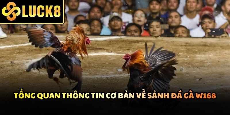 Không gian trường đấu rực lửa với sự góp mặt của những chiến kê dũng mãnh